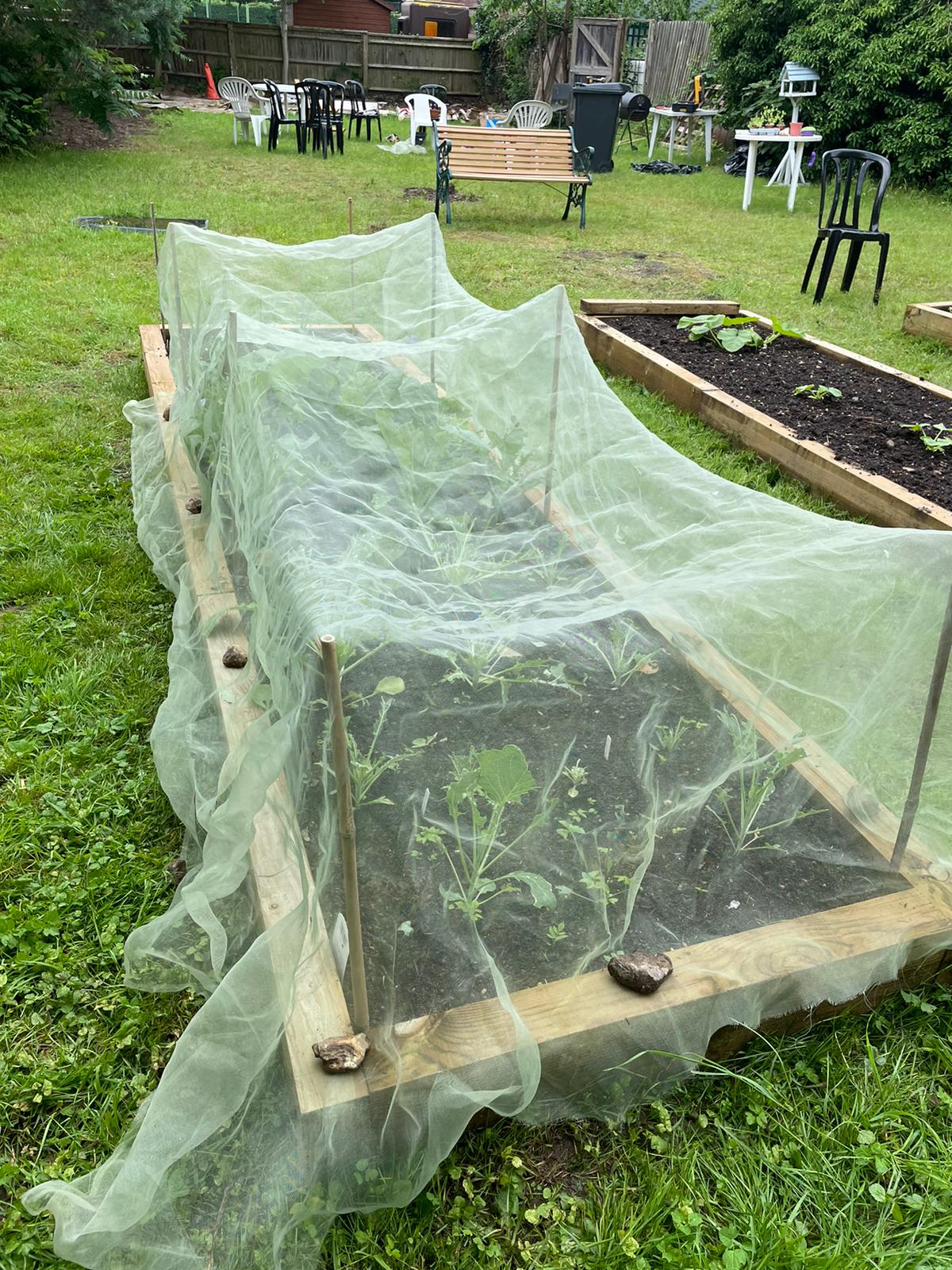 Netting to keep the pesky pests off our lovely veg