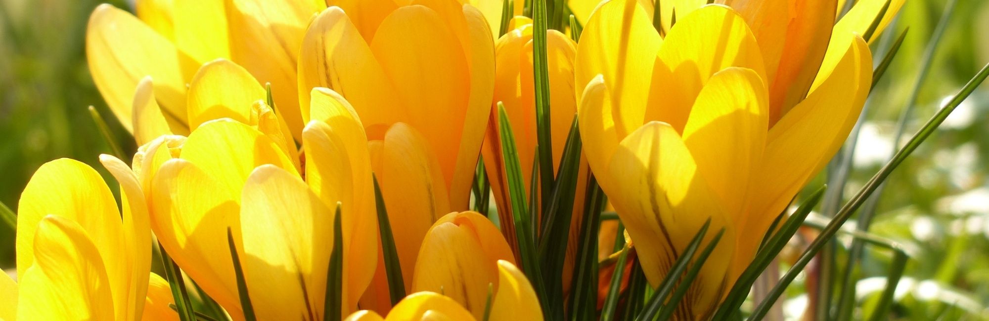 February Service Calendar*out now*Full details