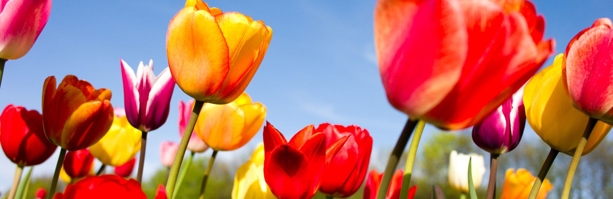 March Service Calendar*out now*more details