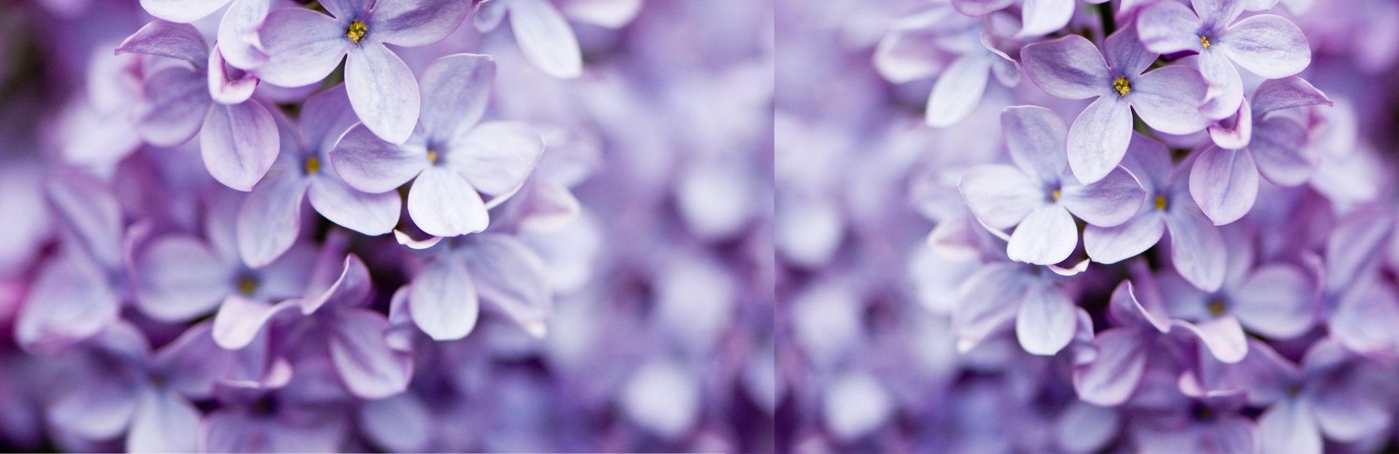 May Service Calendar*out now*full details