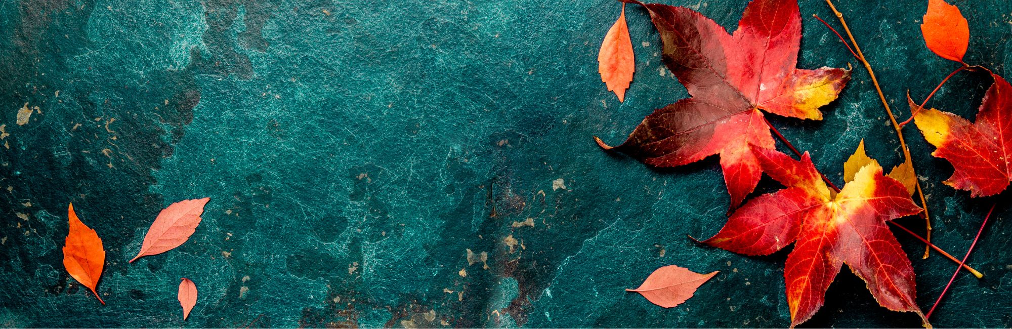 November Service Calendar*out now*Full details