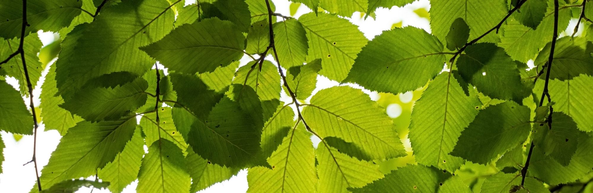 March Service Calendar*out now*full details