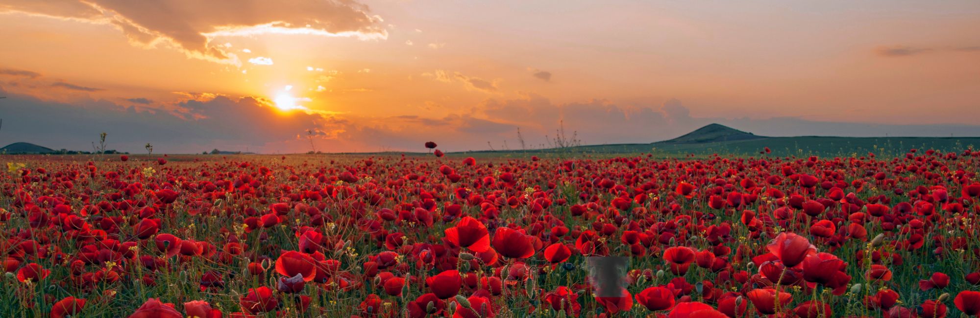 Remembrance Sunday*8th November*full details